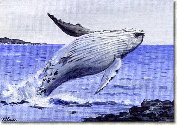 hbwhale.jpg - Breaching Humpback Whale