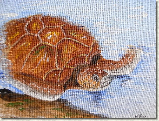 honu1.jpg - Green Sea Turtle