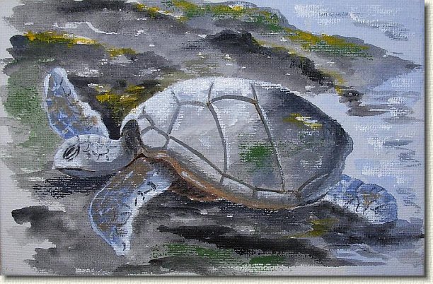 honu2.jpg - Green Sea Turtle