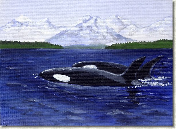 killerwhales.jpg - Killer Whales