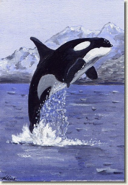 kw.jpg - Breaching Killer Whale