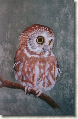 smallowl.jpg - Sawhet Owl