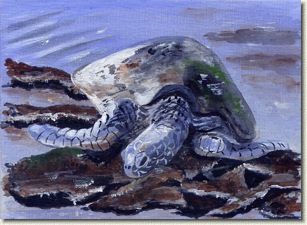 turtle.jpg - Green Sea Turtle