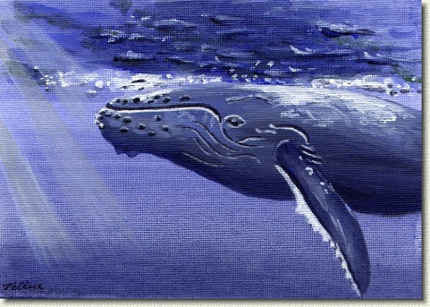whale.jpg - Humpback Whale