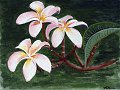 pinkplumeria