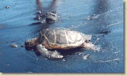 13.jpg - Green sea turtle