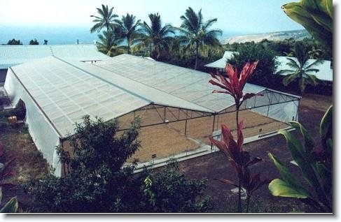 coffeebeans.jpeg - Drying coffee beans