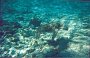 honu
