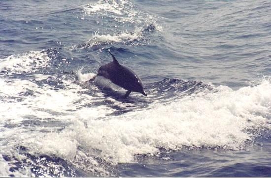 dolphins.jpeg - Spinner dolphin