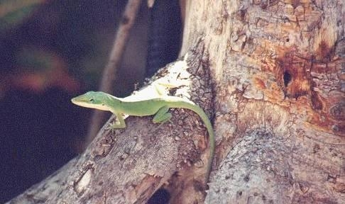 gecko.jpeg - Gecko