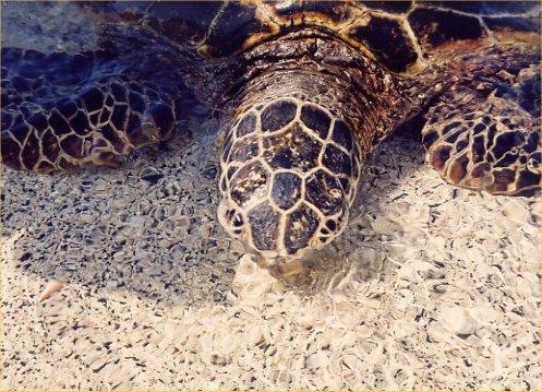 honu.jpeg - And always those turtles...... ;-)