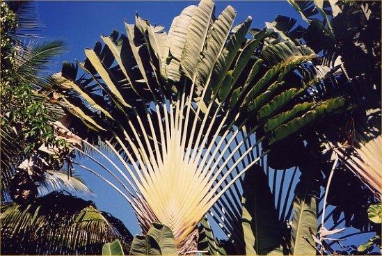 palm.jpeg