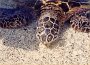 honu