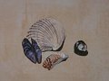 shell12
