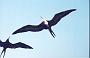 frigatebirds